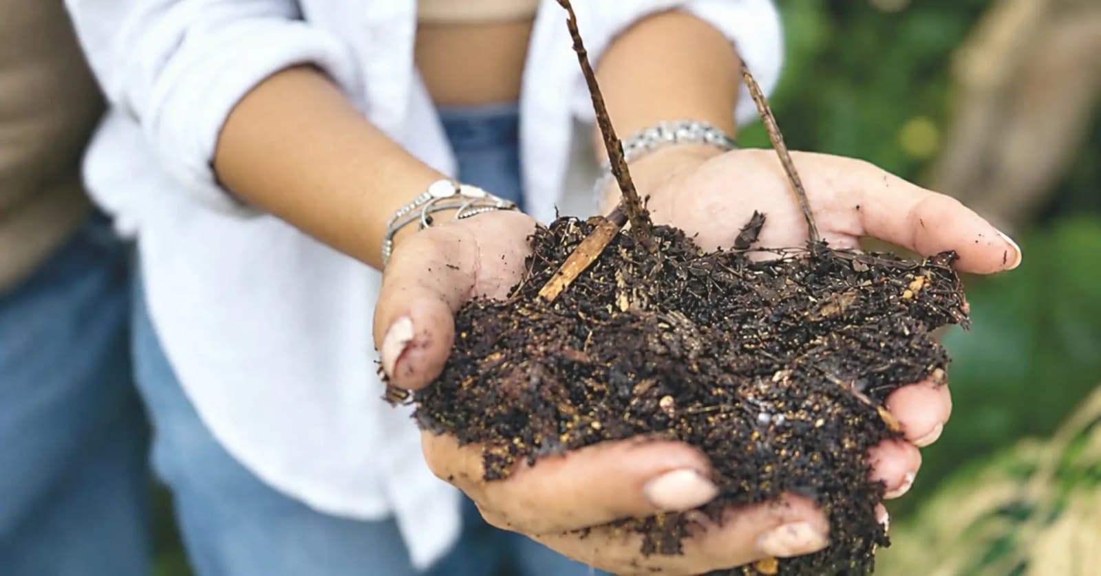 Proyecto de la Universidad La Gran Colombia estudia prácticas regenerativas en 36 fincas de plátano y banano del Quindío, financiado con regalías