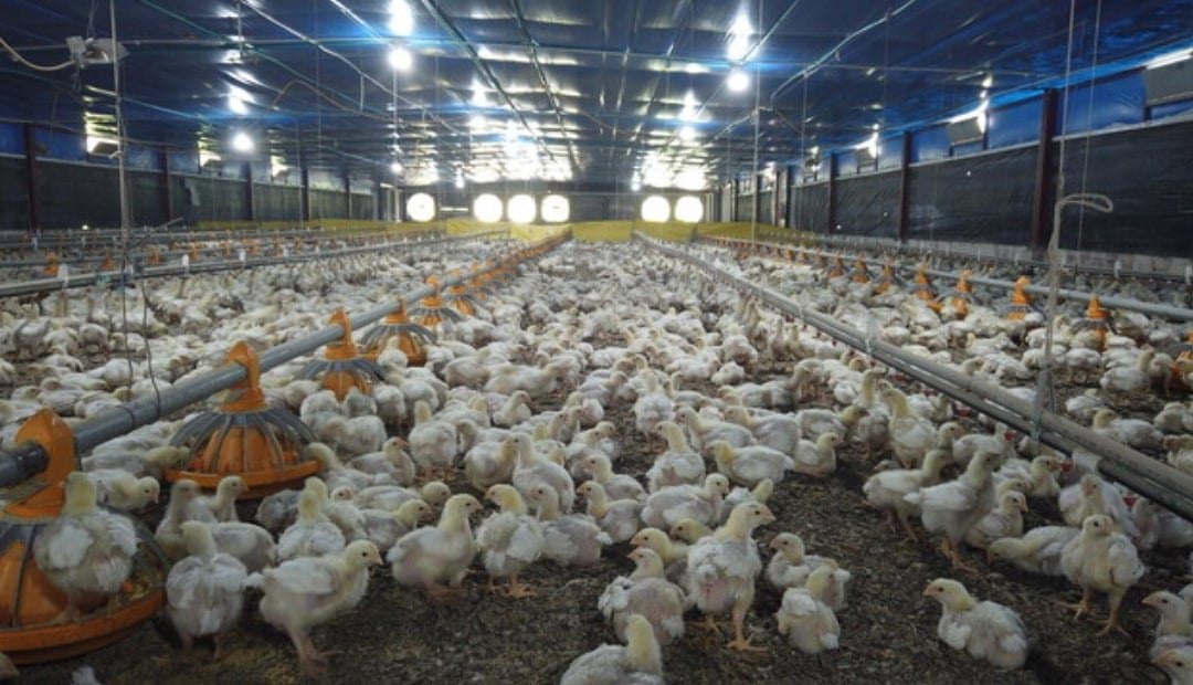 Brasil confirma enfermedad de Newcastle en una granja de pavos de Santa Catarina y China, México y Malasia restringen importaciones de aves