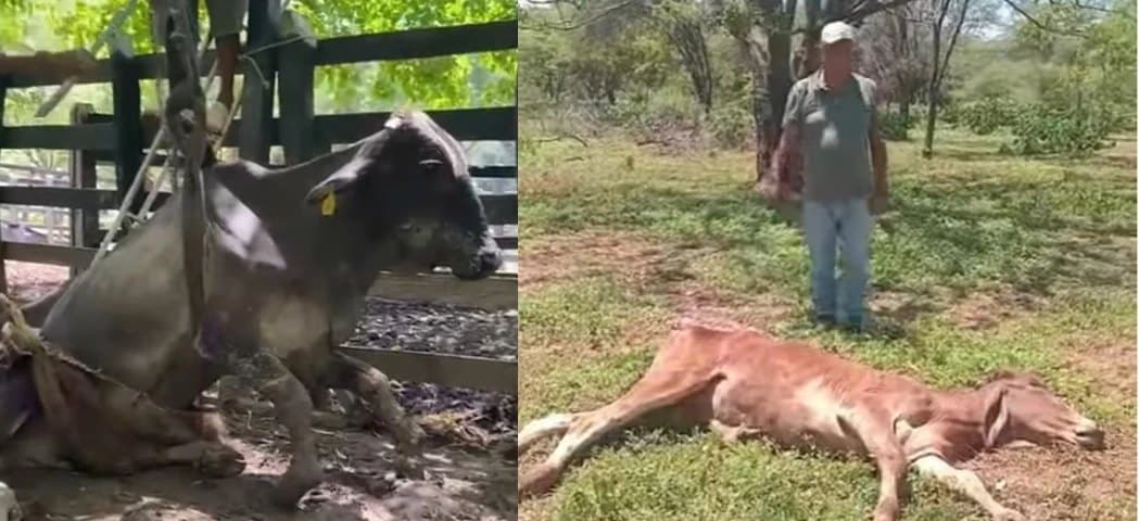 Ganaderos del Cesar denuncian animales debilitados y más de 30 muertes en una finca, según declaraciones a CONtexto Ganadero