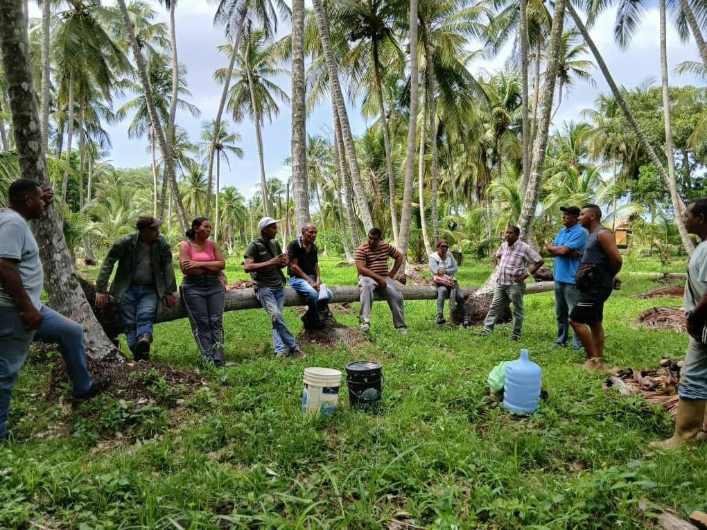 Colombia exige certificar zonas libres de cochinilla rosada y frena el coco de Sucre, según Crónica Uno