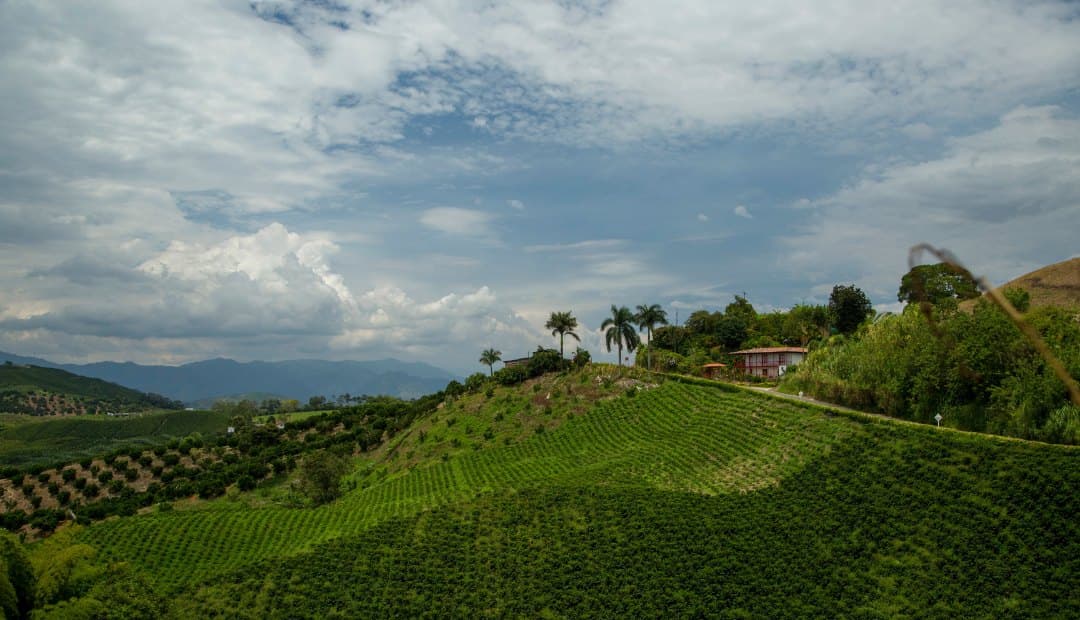 Federación de Cafeteros mide en 86,3 gramos de CO2 equivalente la huella de una taza de café, según un estudio de ciclo de vida