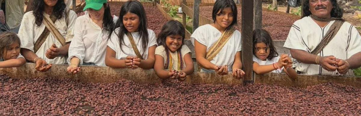 Organizaciones cacaoteras del Cesar pasaron de vender 16 toneladas en 2019 a unas 600 en 2025, según Pulzo y El Pilón