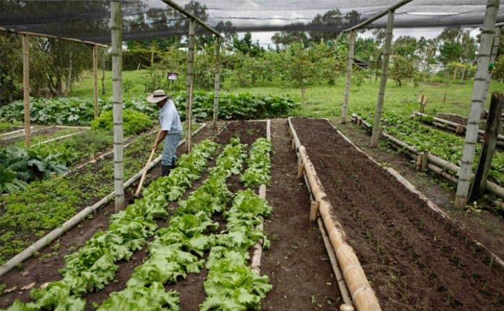 El sector agropecuario caería hasta 3 % en 2026 por El Niño y los costos, según Corficolombiana y Deloitte