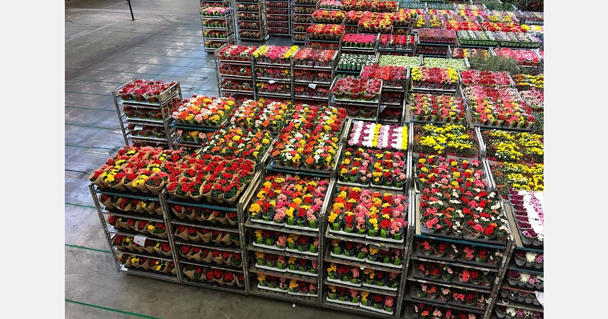 Estados Unidos elimina la roya blanca del crisantemo de su lista de plagas cuarentenarias y Asocolflores calcula ahorros de hasta 6 millones de dólares anuales