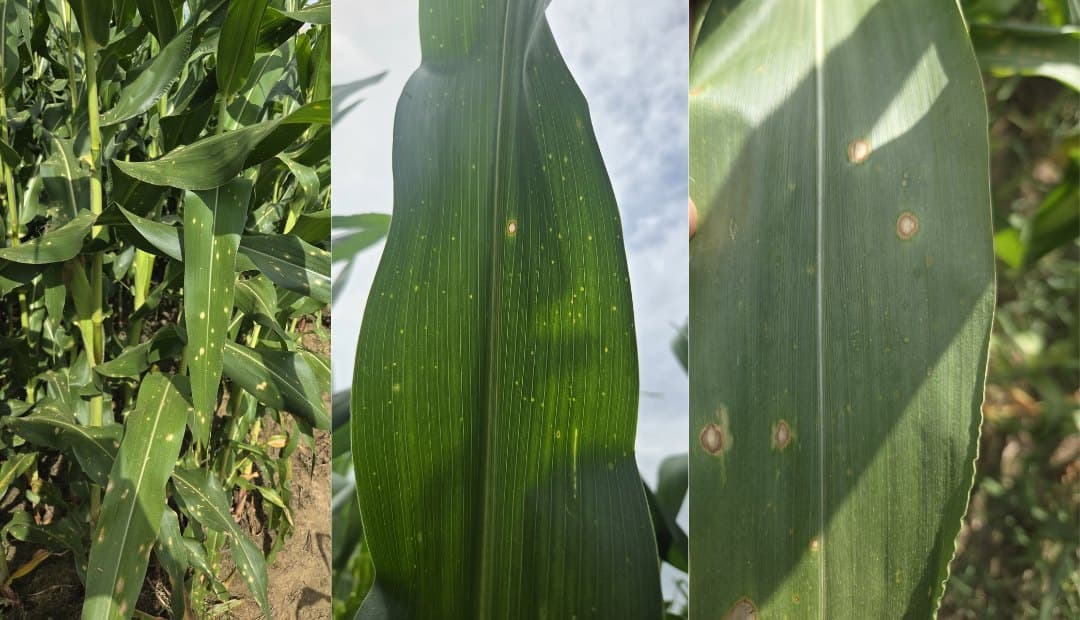 Red de monitoreo fitosanitario detectó mancha ocular en 98 % de las plantas de maíz evaluadas entre Villavicencio y Puerto Gaitán, en el Meta
