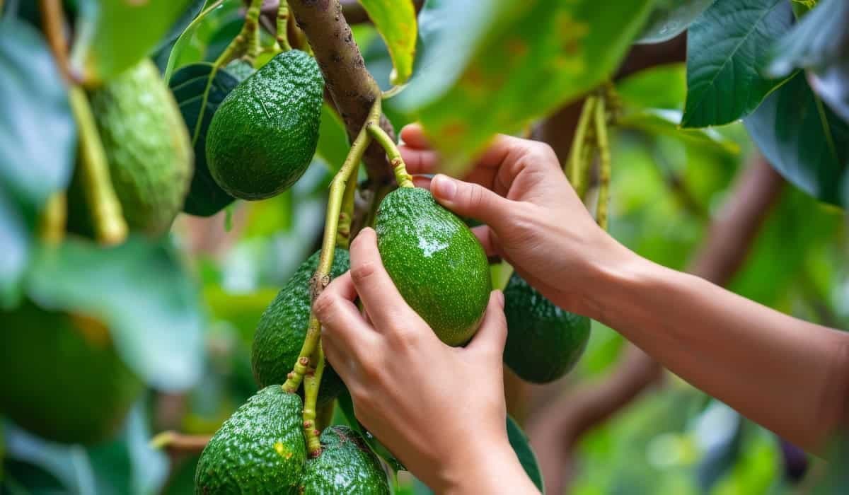 Colombia suma 39.474 hectáreas de aguacate Hass, 6 % más que en 2025, según Corpohass, y el gremio prioriza la productividad para 2027