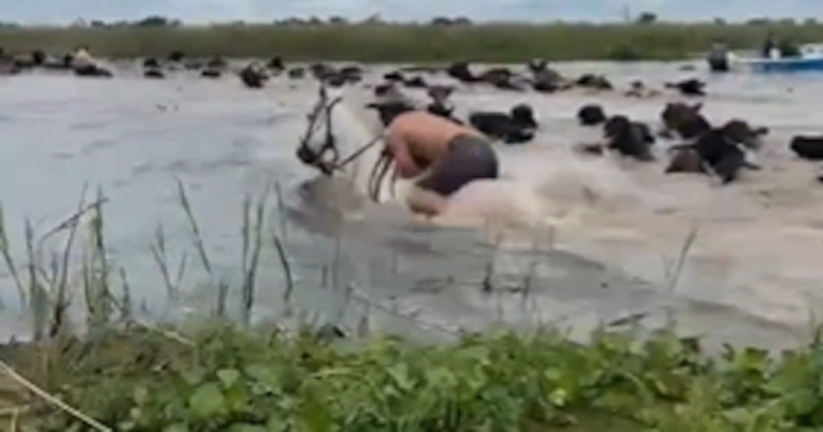 Más de 900.000 vacas están en riesgo por la crecida del Paraná y el Uruguay en el Litoral argentino, según Infobae