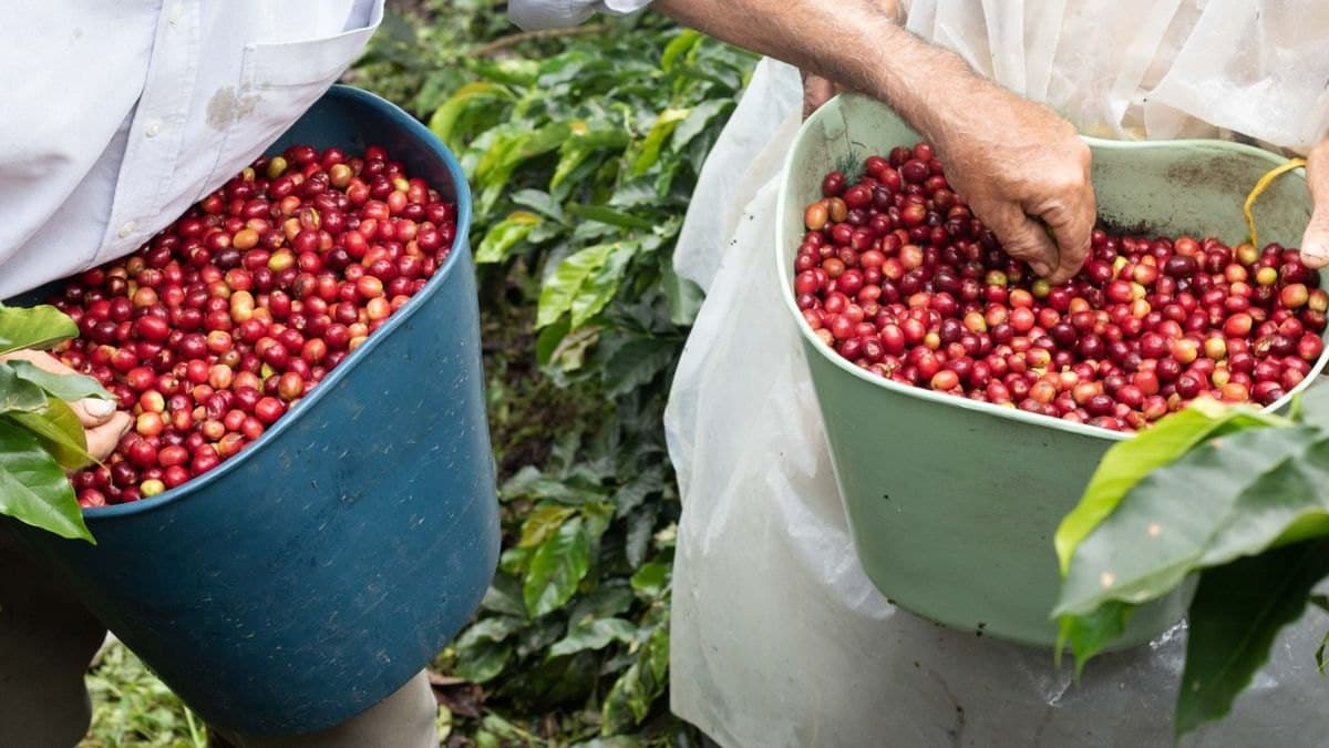 Caficultores de Risaralda reciben entre $170.000 y $180.000 por arroba y producir una cuesta más de $195.000, según el gremio