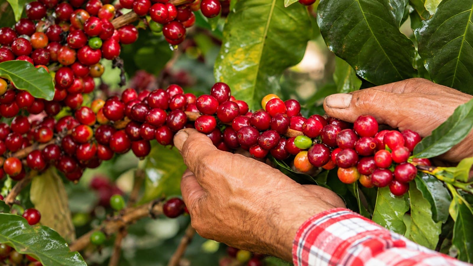 Caficultores de Azúcar Buena, en Valledupar, reportan según Mario Gutiérrez una cosecha 2026 casi perdida, mientras el país produjo 15 % menos café