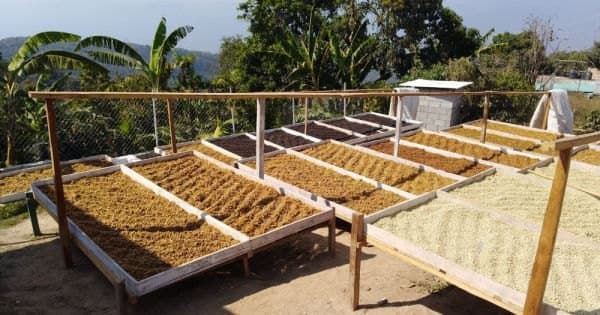 Una taza de café colombiano genera 86,3 gramos de CO₂ equivalente, según un estudio de ciclo de vida de la Federación de Cafeteros