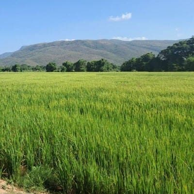 La sequía de El Niño redujo hasta 30 % el área de arroz con riego en Colombia, según Fedearroz, y el gremio pide medidas al Gobierno