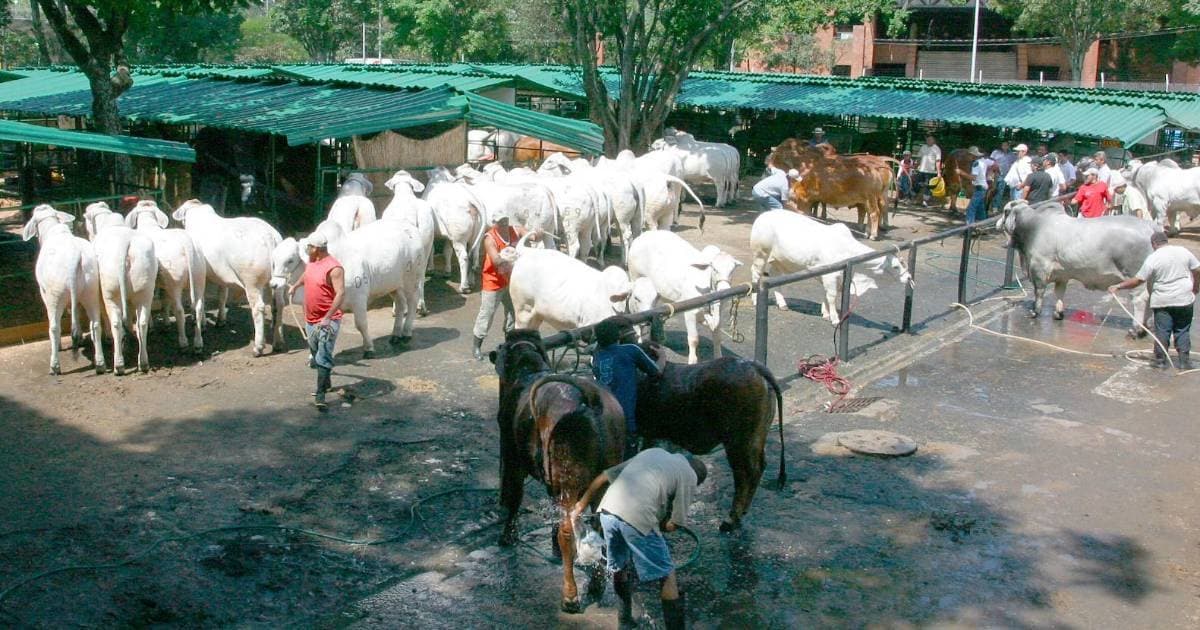 Filipinas aprobó los certificados sanitarios para carne bovina y porcina de Colombia, según el Ministerio de Agricultura, pero las ventas aún no comienzan