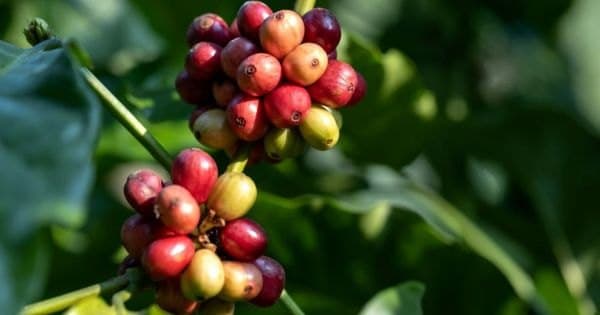 El Ministerio de Agricultura anuncia la renovación de más de 80.000 hectáreas de café y busca inversión de Lavazza e Illy