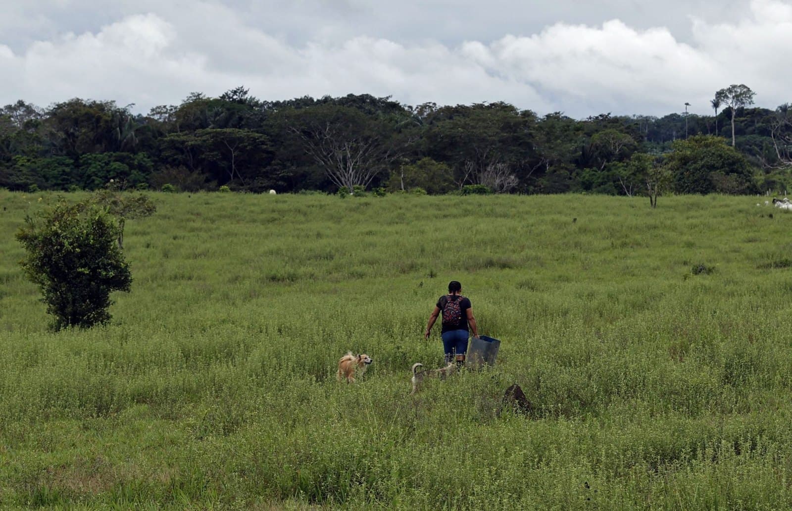 Alemania aportará hasta 22 millones de euros para restaurar ecosistemas en Colombia, según el Ministerio de Ambiente colombiano