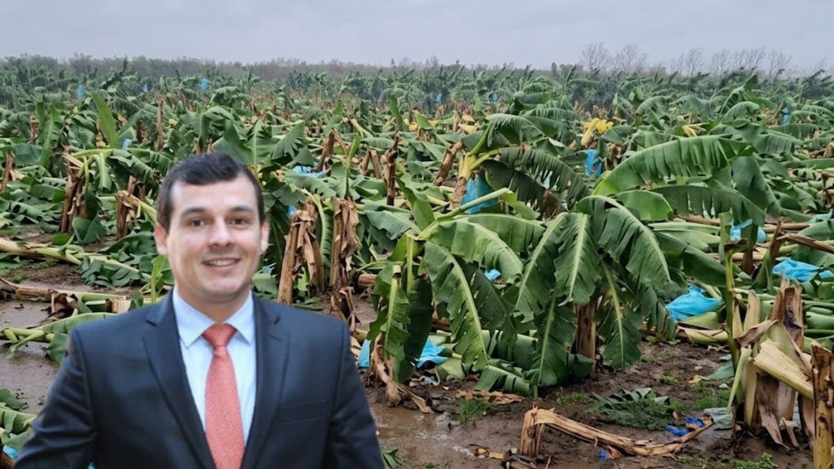 Vendavales han afectado 4.200 hectáreas de banano en el Magdalena, el 20 % del área sembrada, según el gremio Asbama