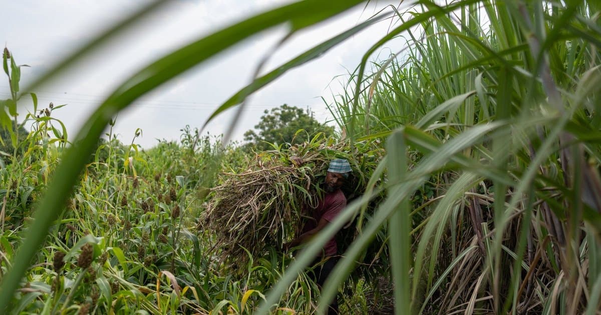 Una cosecha de caña dañada por El Niño en India, segundo productor mundial, encarece el azúcar, según The New York Times