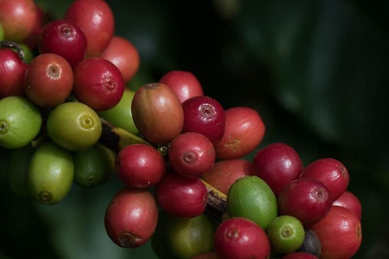 Según la Federación Nacional de Cafeteros, la producción de café en Colombia cayó 15 % en el ciclo 2025/2026 y sostiene el arábica en Nueva York