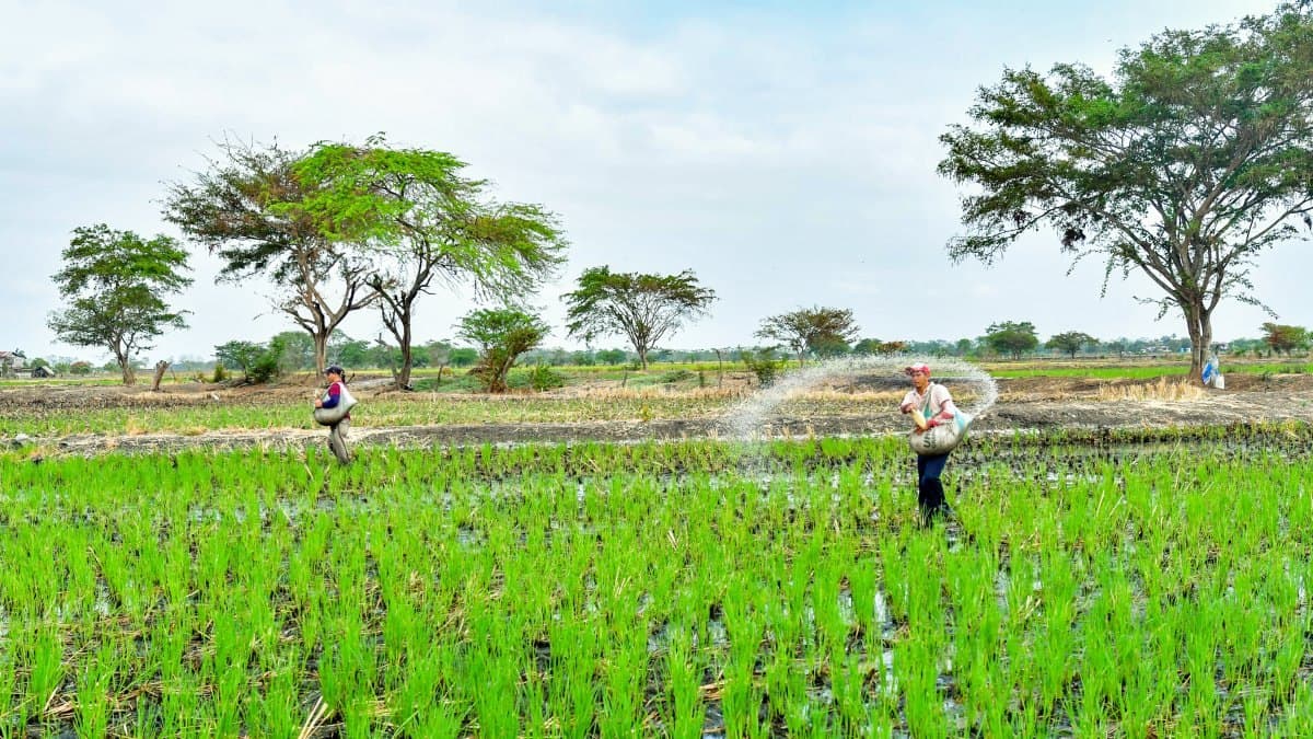 El quintal de urea subió de 35 a entre 50 y 54 dólares en Ecuador en 2026, según un dirigente agrícola