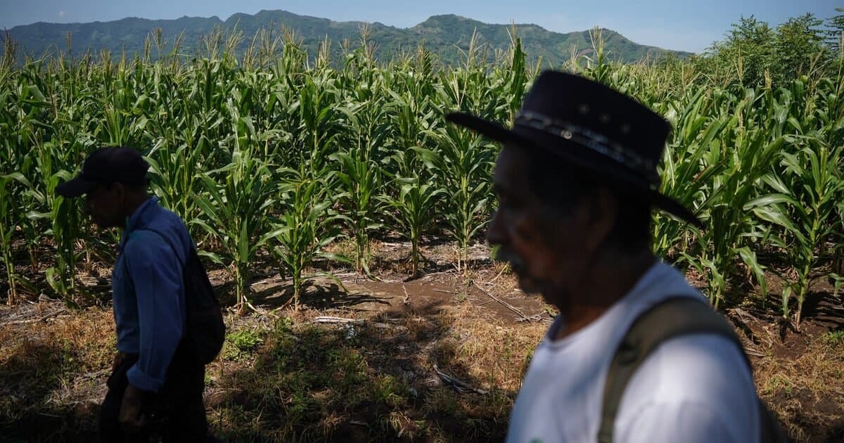 La ONU advierte que El Niño podría llevar a 49 millones de personas más al hambre aguda hasta finales de 2027, según el PMA