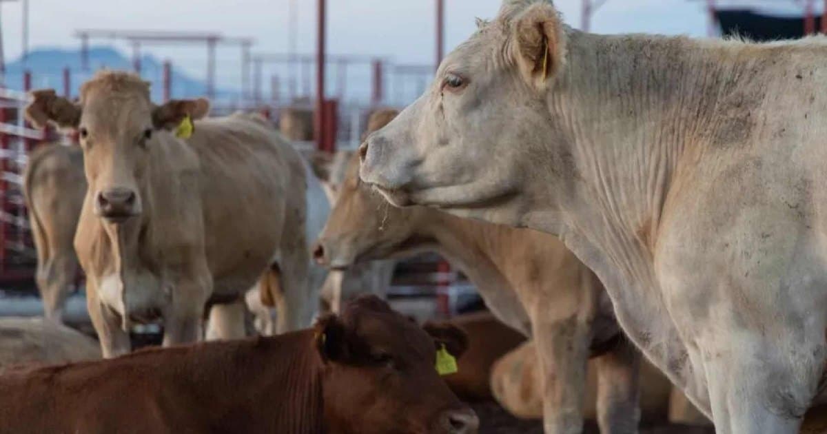 Sonora suspende exportaciones de ganado a Estados Unidos por una lesión en un becerro que podría ser fiebre aftosa, según la Unión Ganadera