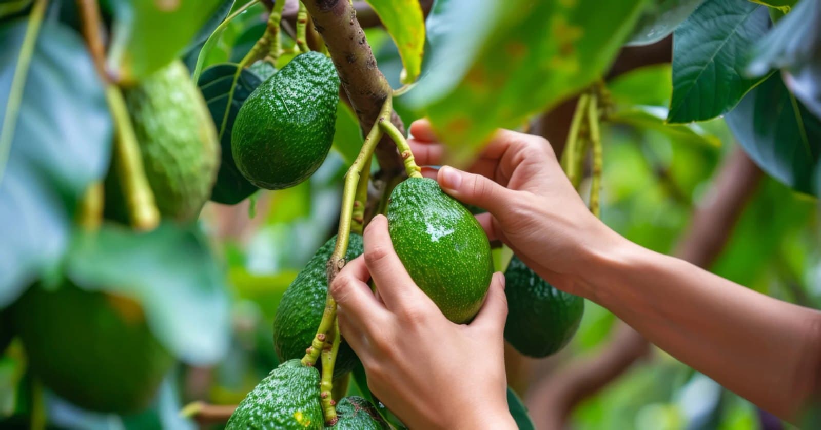 Caldas, Quindío y Risaralda suman 14.888 hectáreas de aguacate Hass registradas ante el ICA, según Corpohass