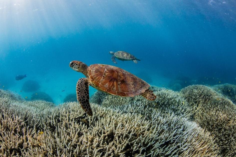 Fauna silvestre de América Latina y el Caribe cayó 95 % entre 1970 y 2022, según el Informe Planeta Vivo 2026 de WWF
