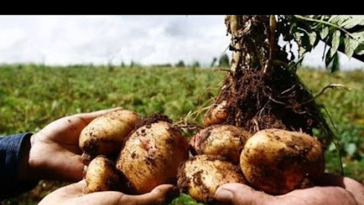 Ministerio de Agricultura y Fedepapa acuerdan agenda para reducir hasta 50 % los costos de pequeños paperos, según Caracol Radio