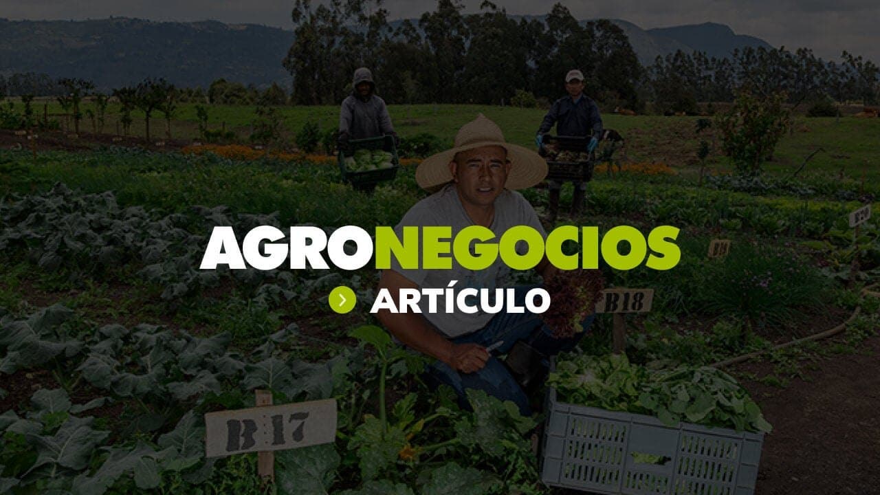 Una columna de Agronegocios plantea que la genética de élite define la competitividad ganadera, mientras Fedegán dice que la productividad por hectárea aún es baja