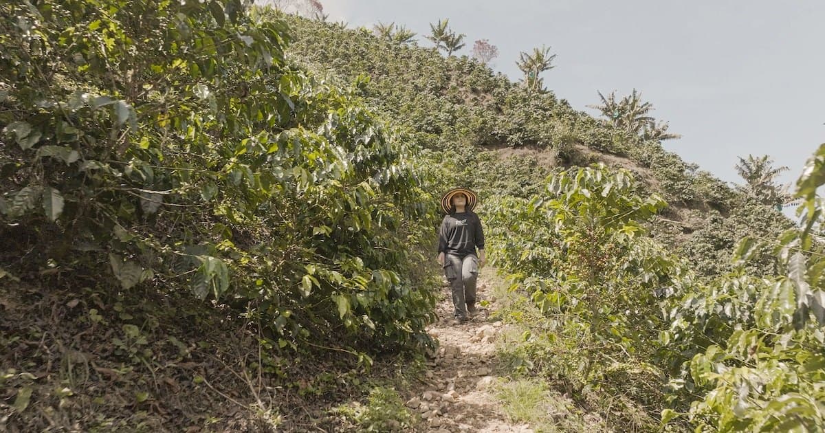 Swisscontact prepara a 28 pymes colombianas de bioeconomía para recibir inversión de impacto de entre US$50.000 y US$250.000, según Semana
