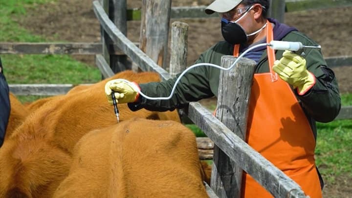 El ICA y Fedegán vacunarán contra aftosa, brucelosis y rabia entre el 27 de octubre y el 16 de diciembre de 2026