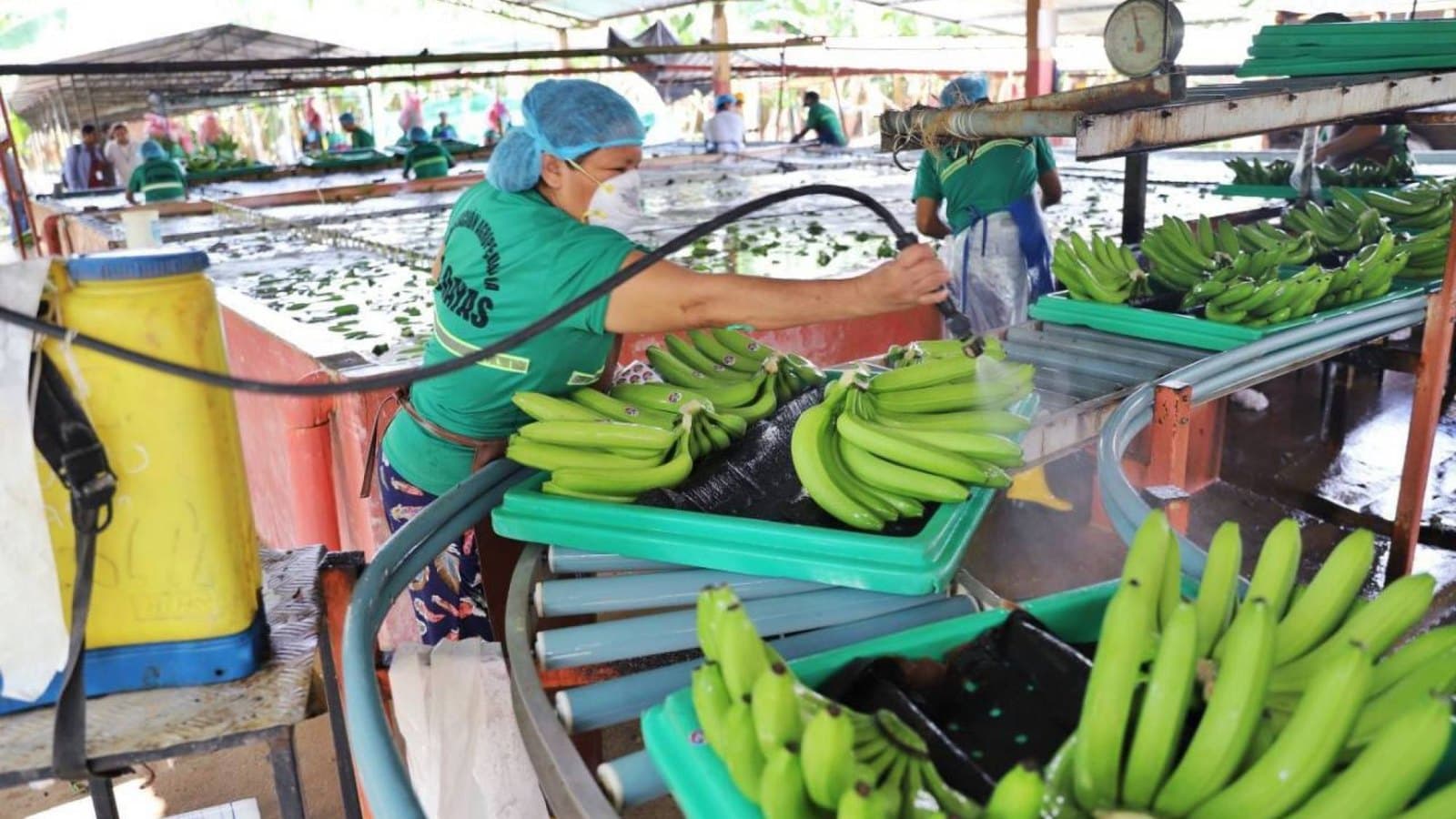Según Marco Fioravanti, del Comité Técnico de la Cumbre del Banano, el sector ecuatoriano responde al Fusarium y al clima con drones, bioseguridad y riego eléctrico